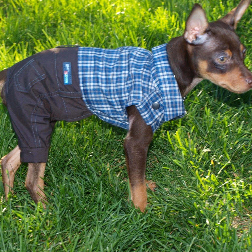 Карликовый пинчер одетый как мальчик