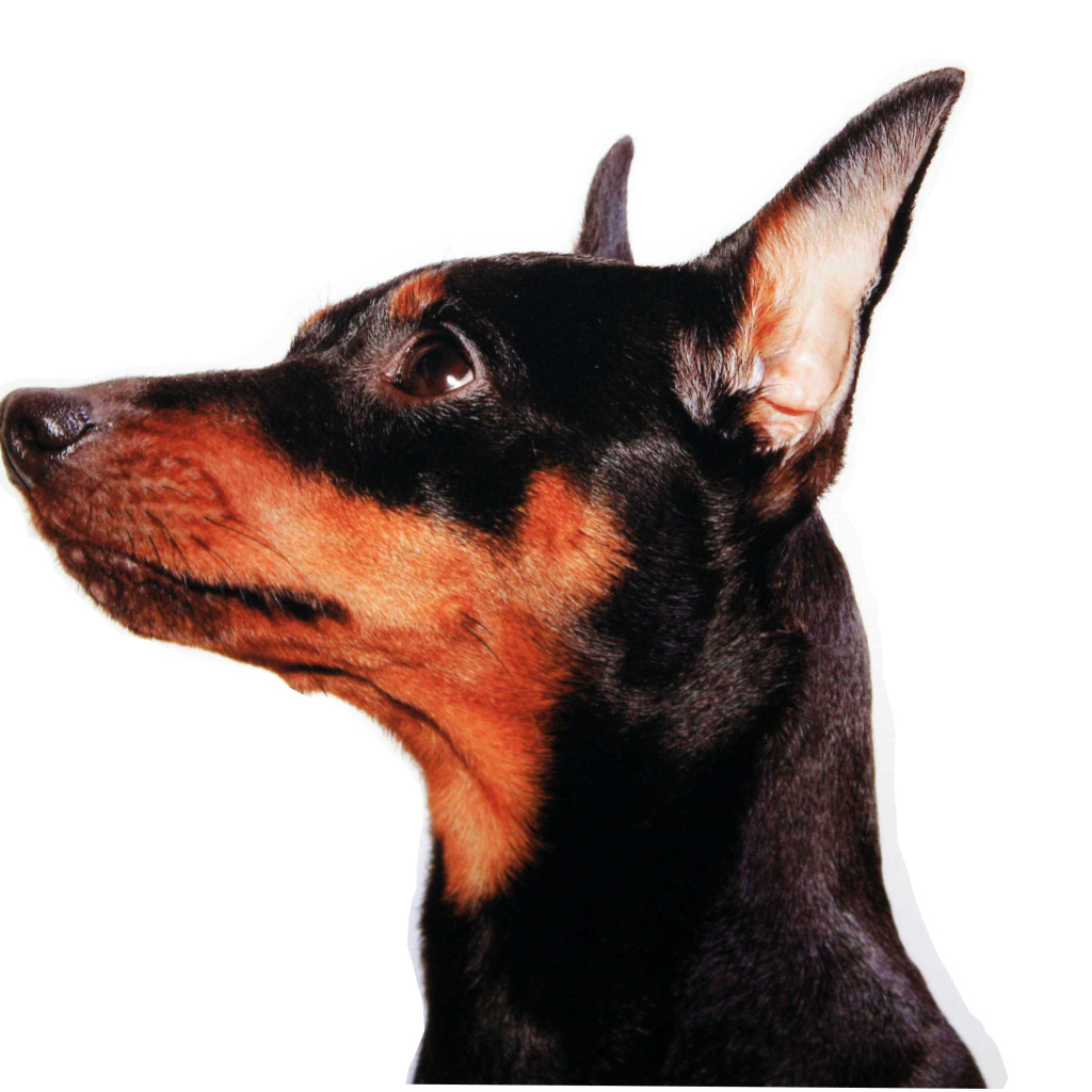 Карликовый пинчер лицо крупным планом