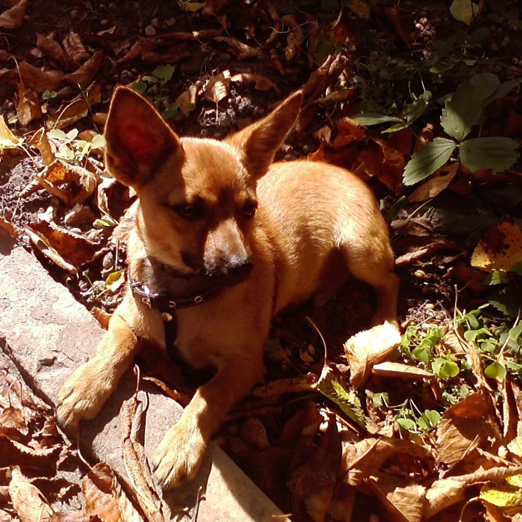 Карликовый пинчер на земле