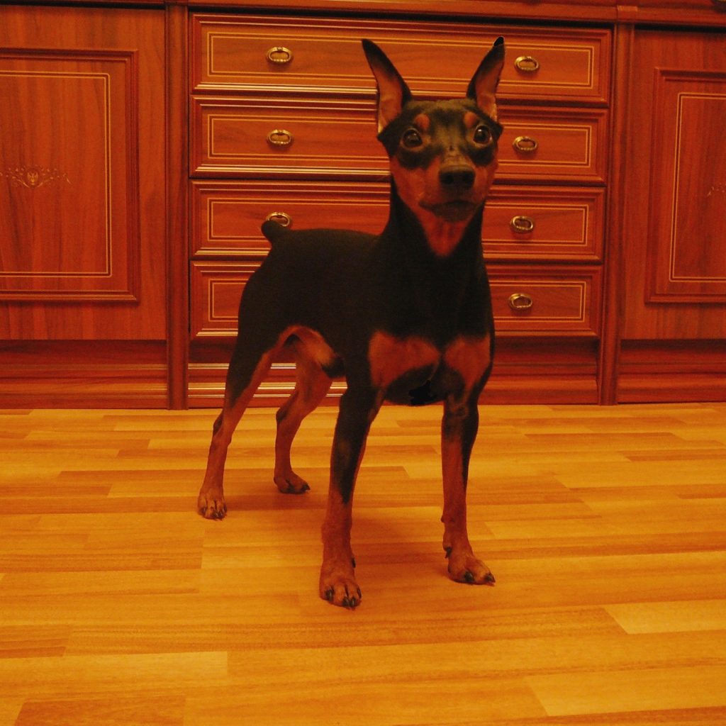 Карликовый пинчер на кухне