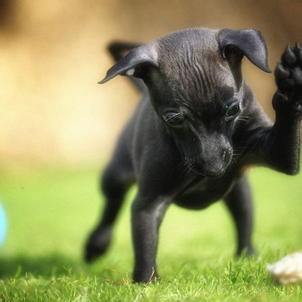 Карликовый пинчер играет во дворе