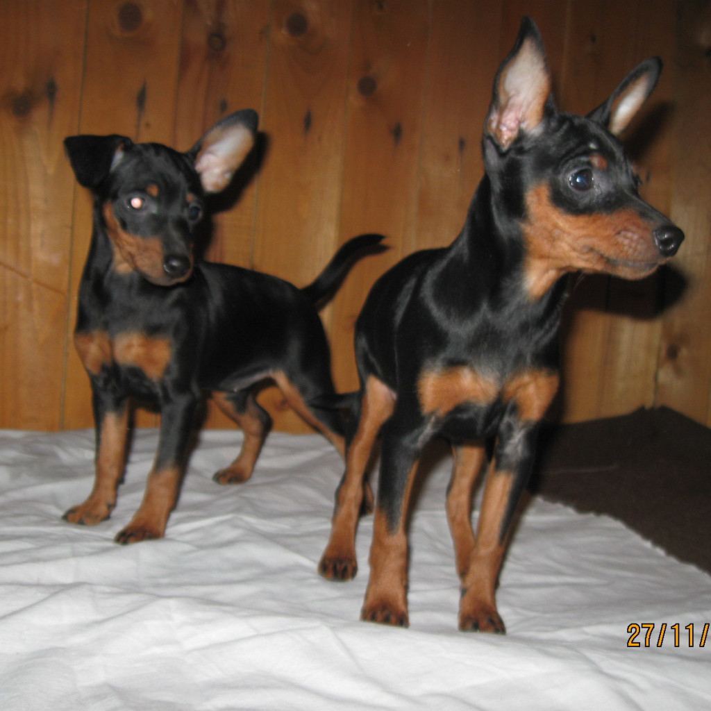 Миниатюрные пинчеры на кровати