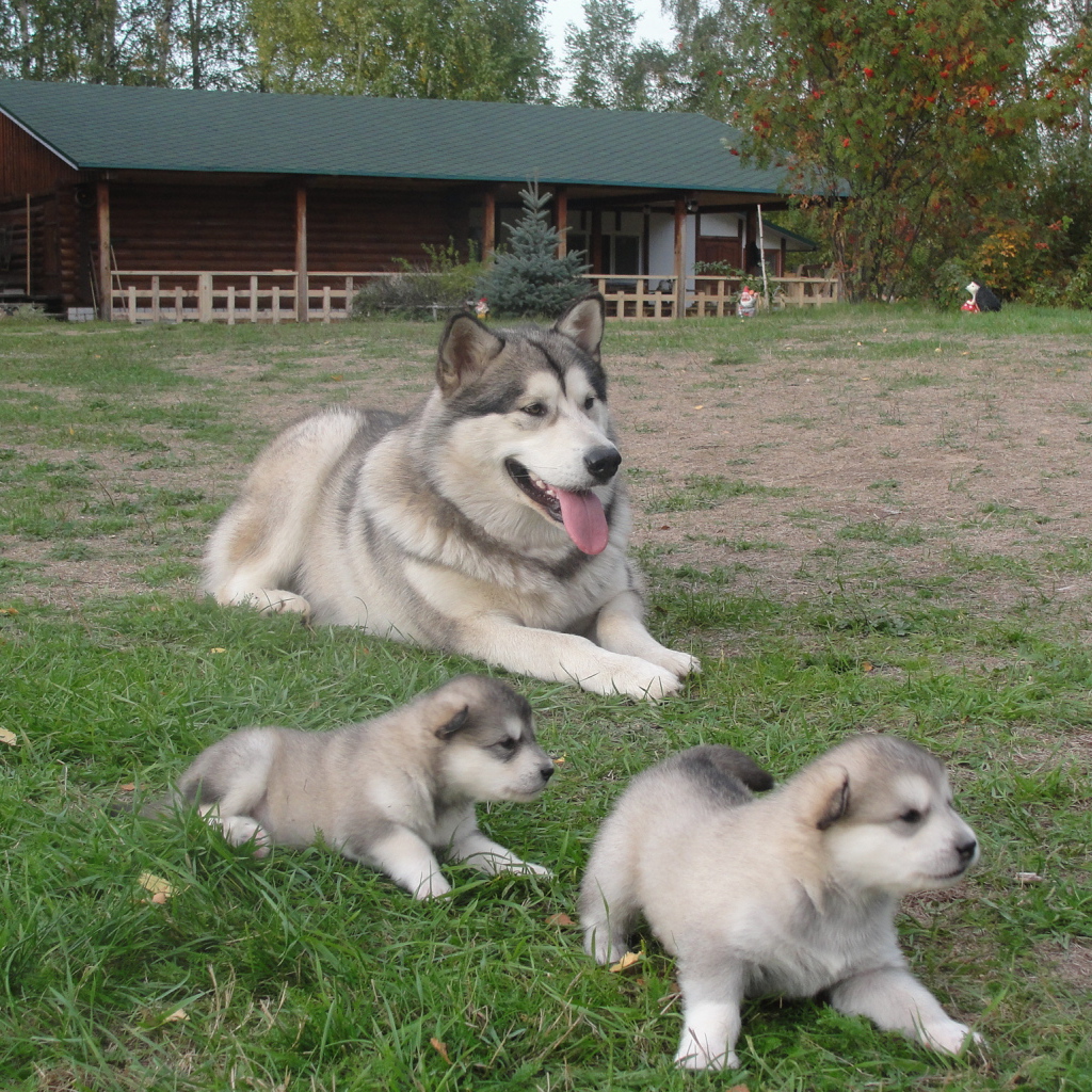 Мама и щенки аляскинского маламута