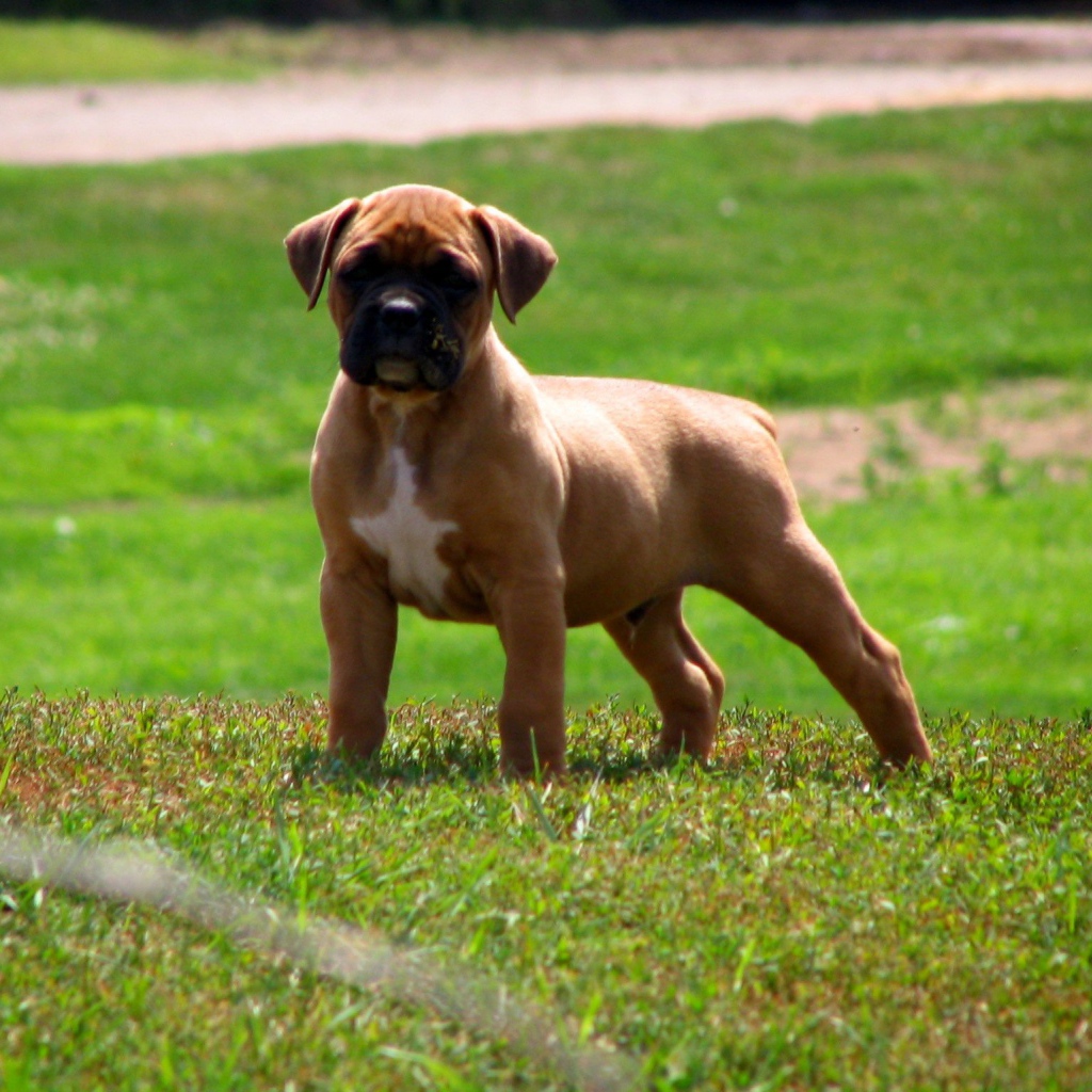 Мускулистый щенок боксёра на траве