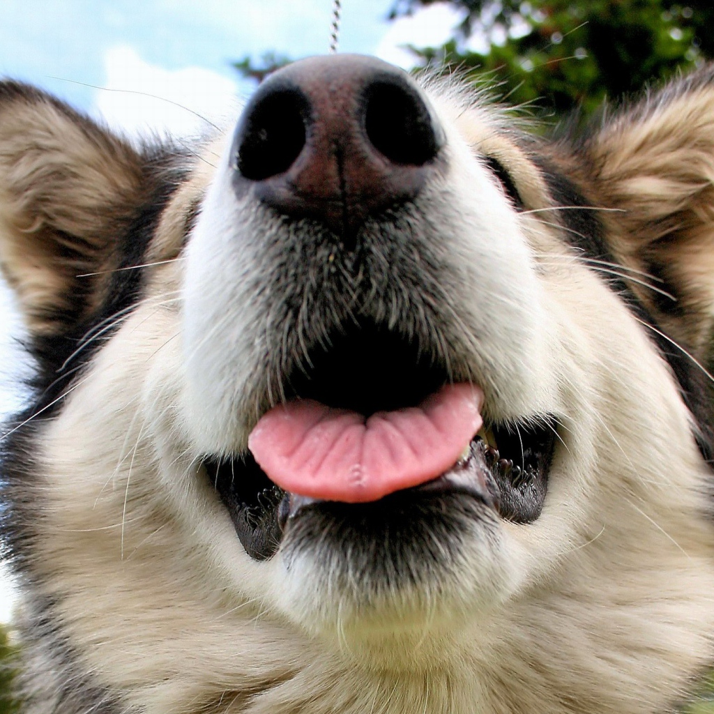 Морда Аляскинского маламута