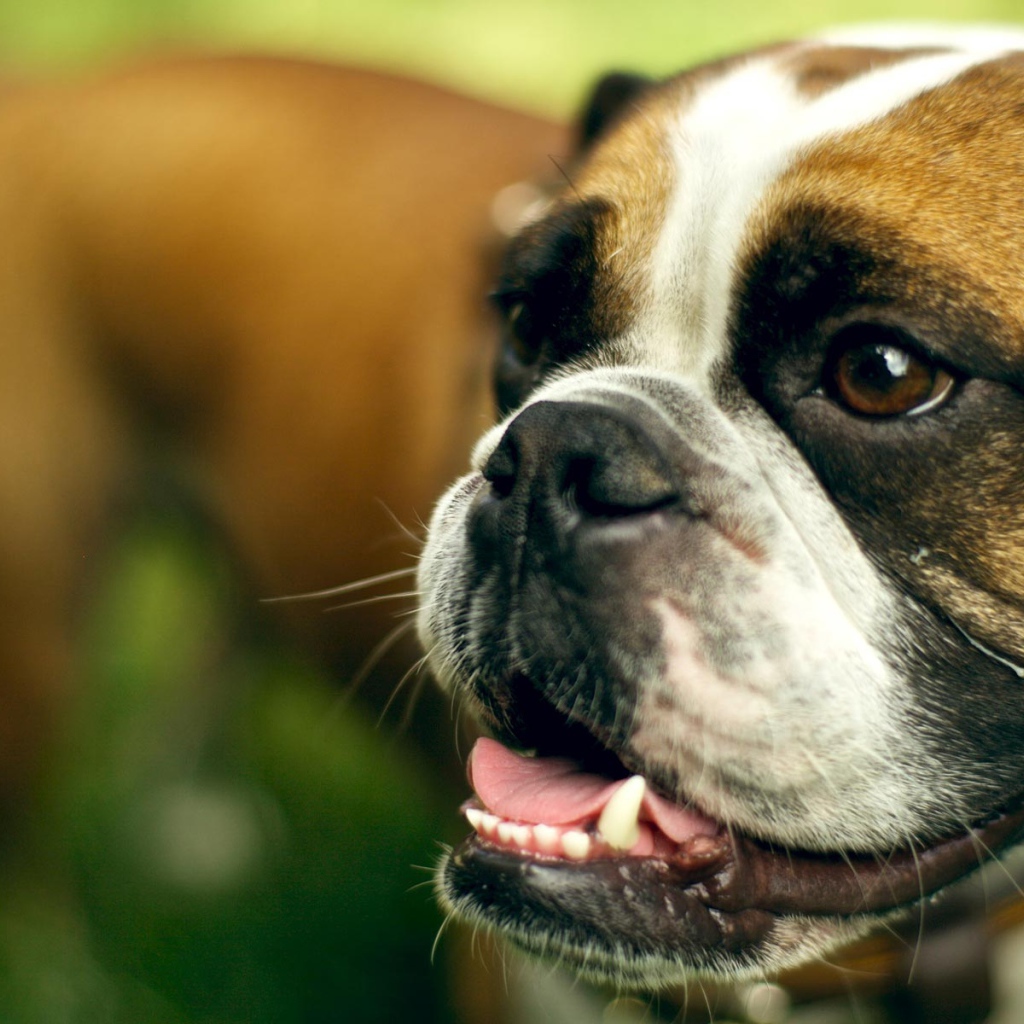 Морда счастливого боксёра