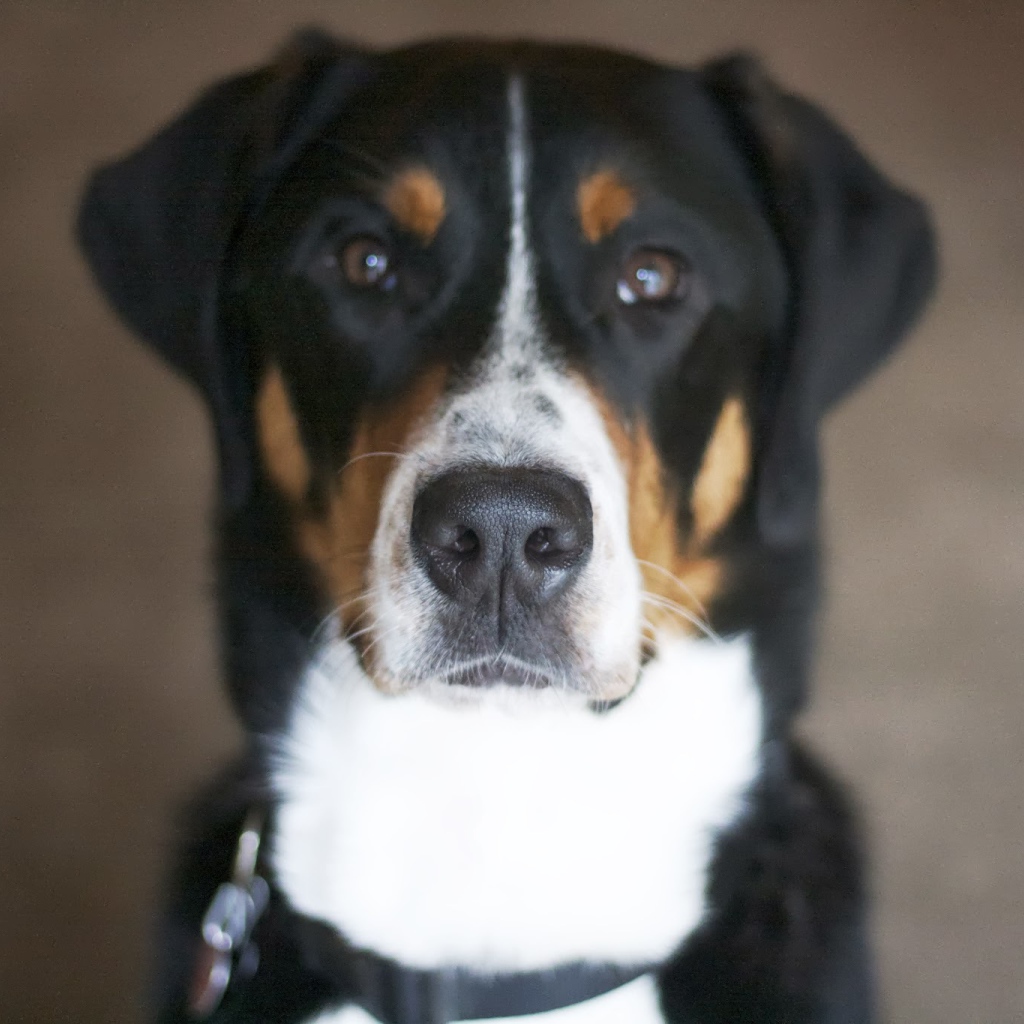 Нос большого швейцарского зенненхунда