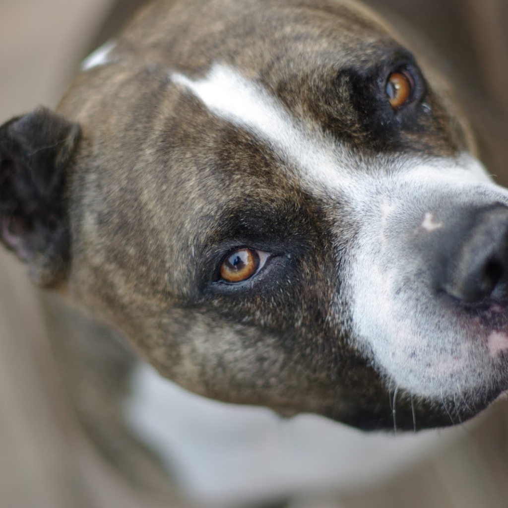 Питбуль, умный взгляд