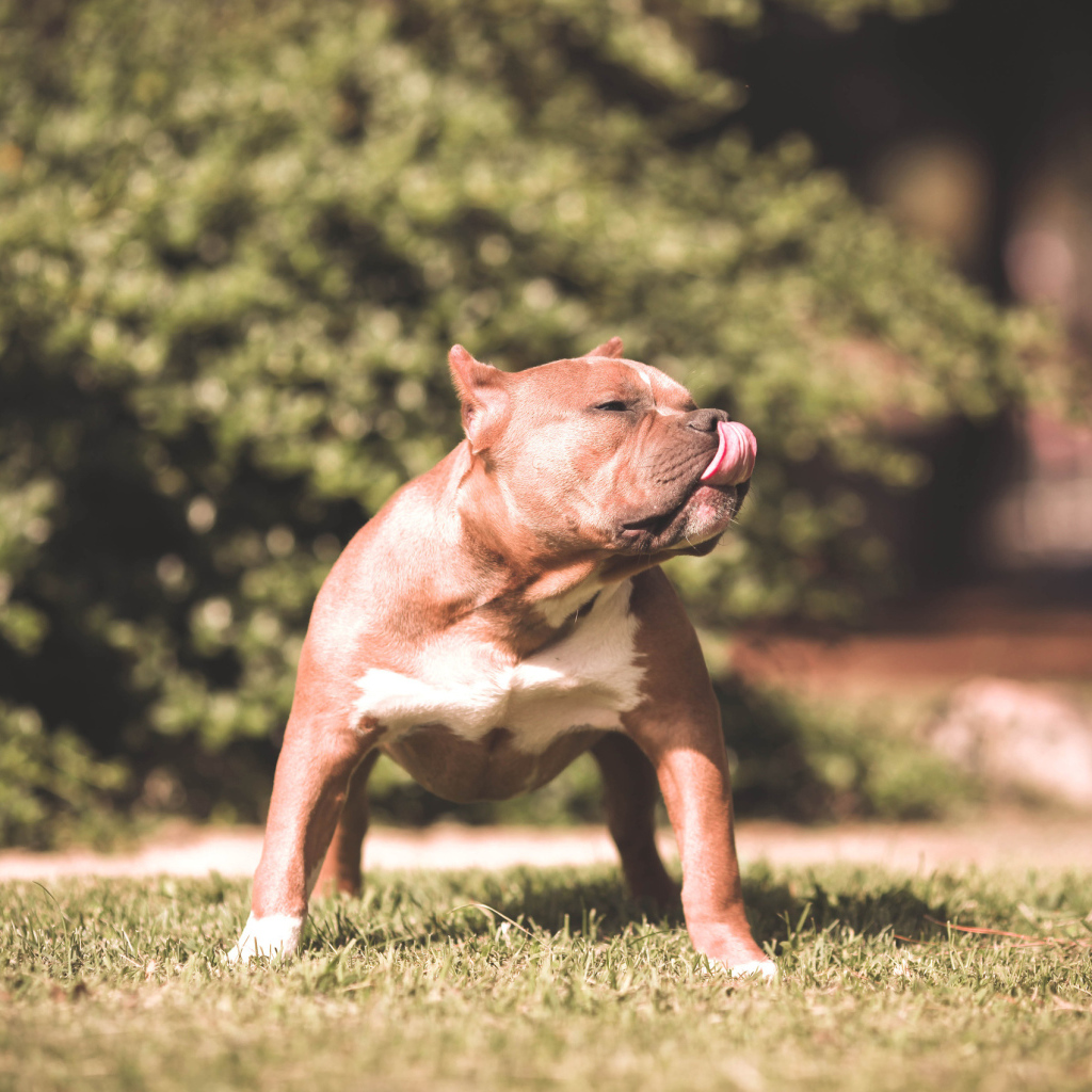 Питбуль облизался