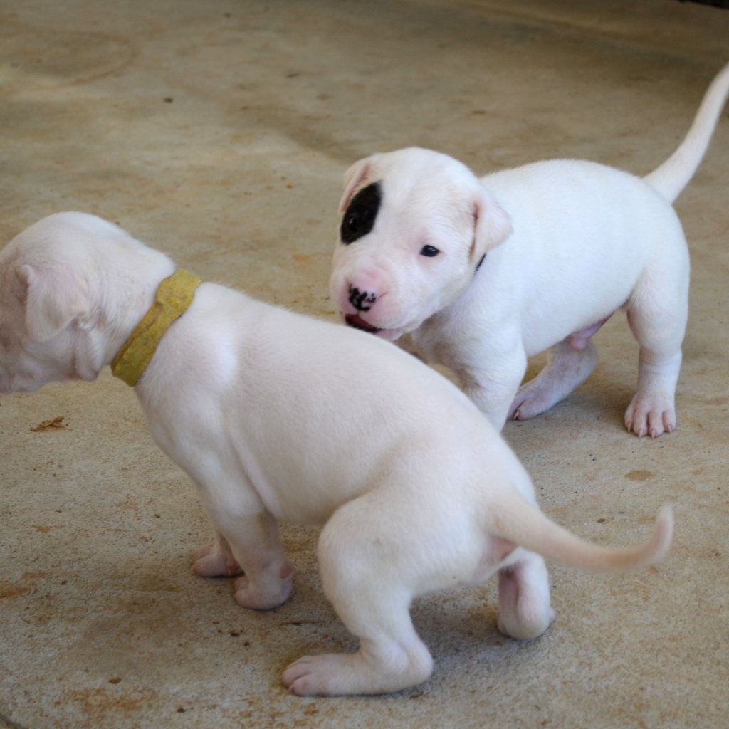 Игривые щенки аргентинского дога