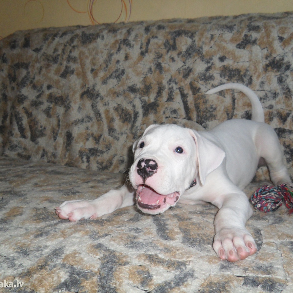 Игривый щенок аргентинского дога