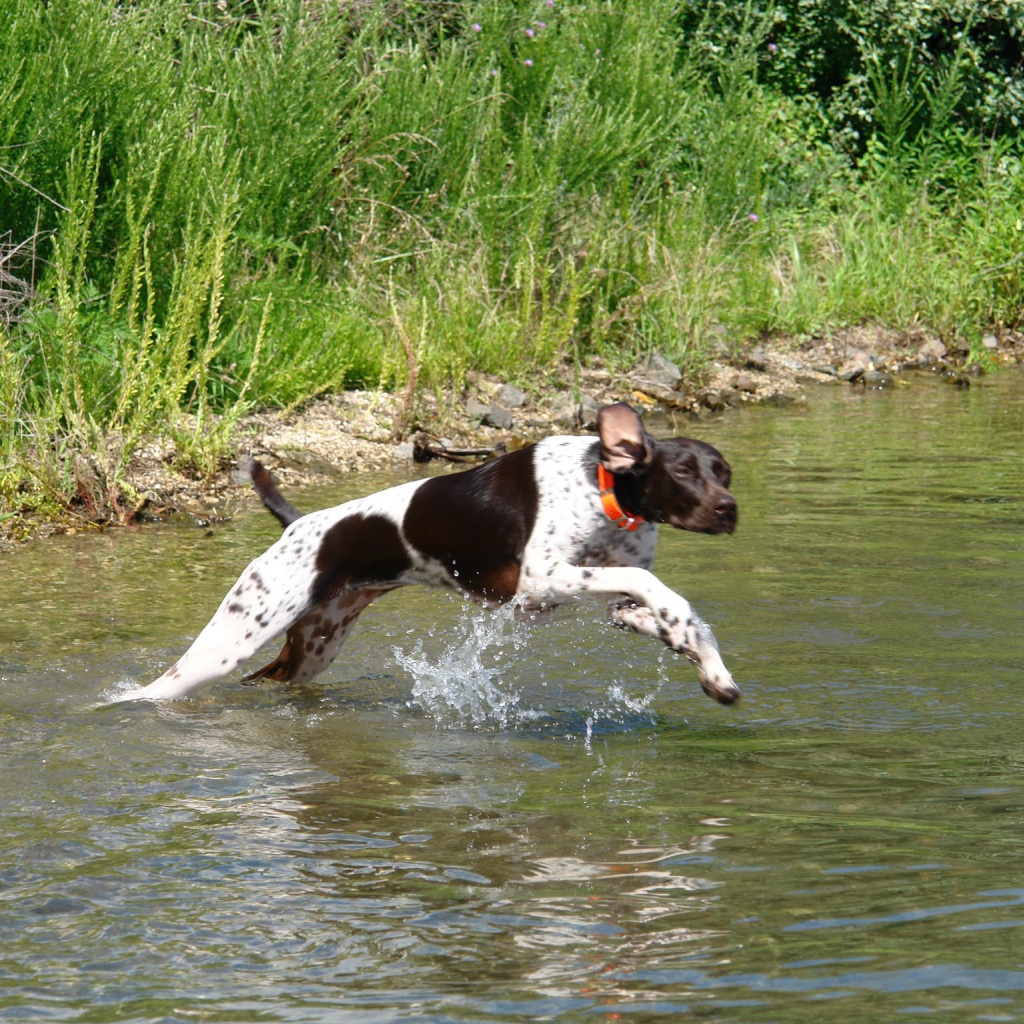 Пойнтер пересекает реку