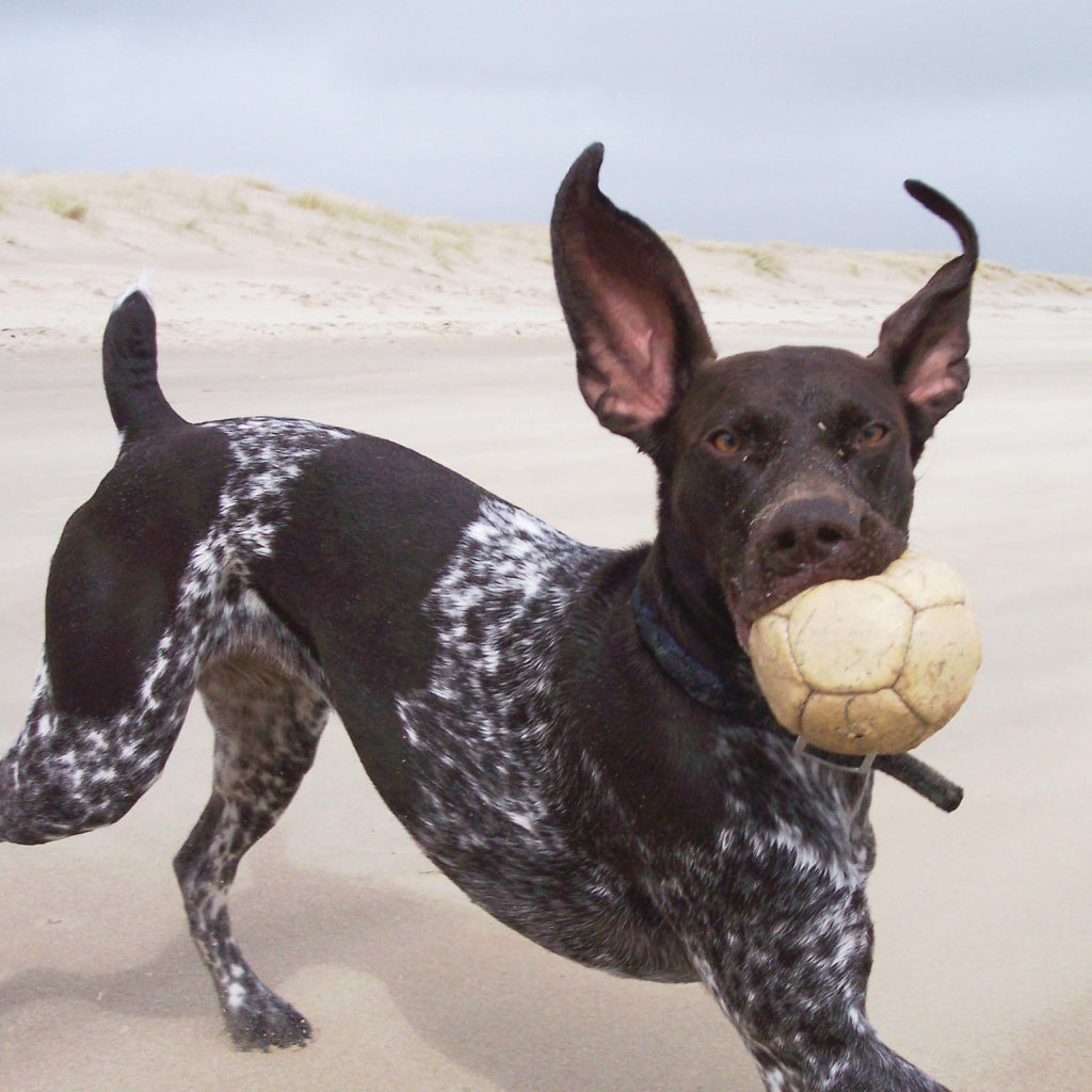 Пойнтер играет с мячом