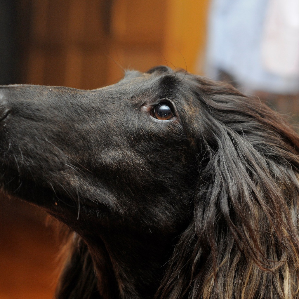 Портрет афганской борзой