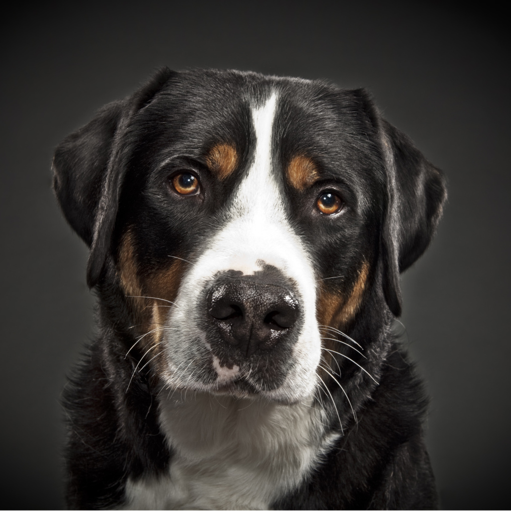 Портрет большого швейцарского зенненхунда