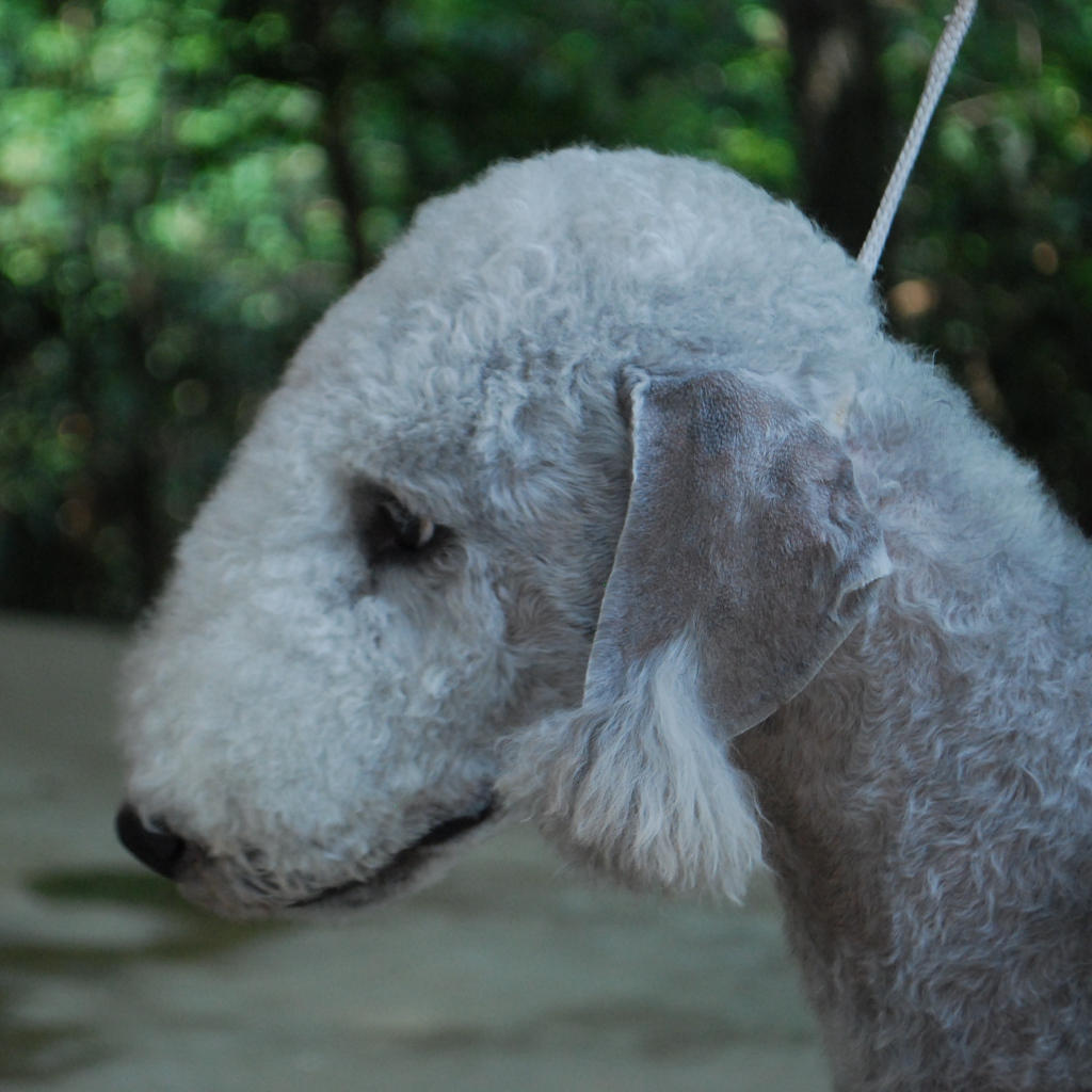 Портрет бедлингтон-терьера