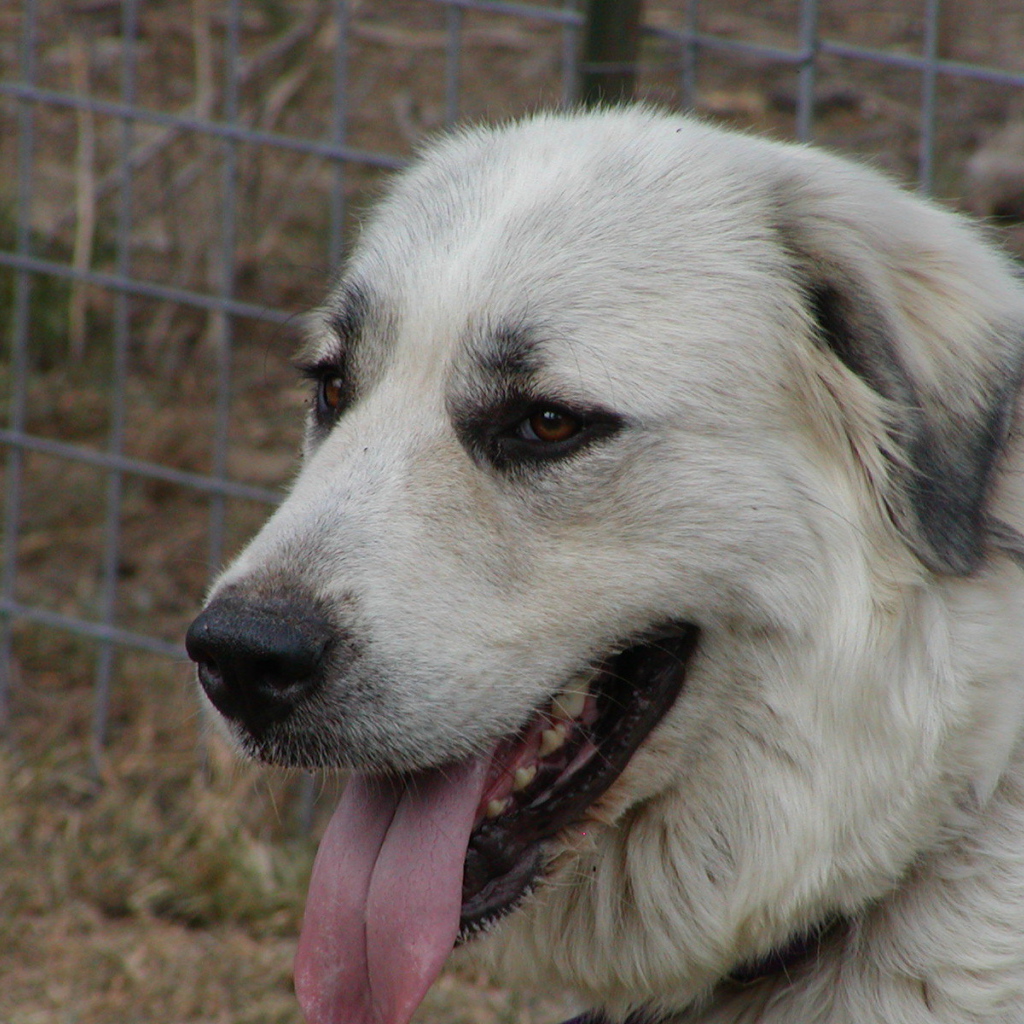 Портрет большой пиренейской собаки