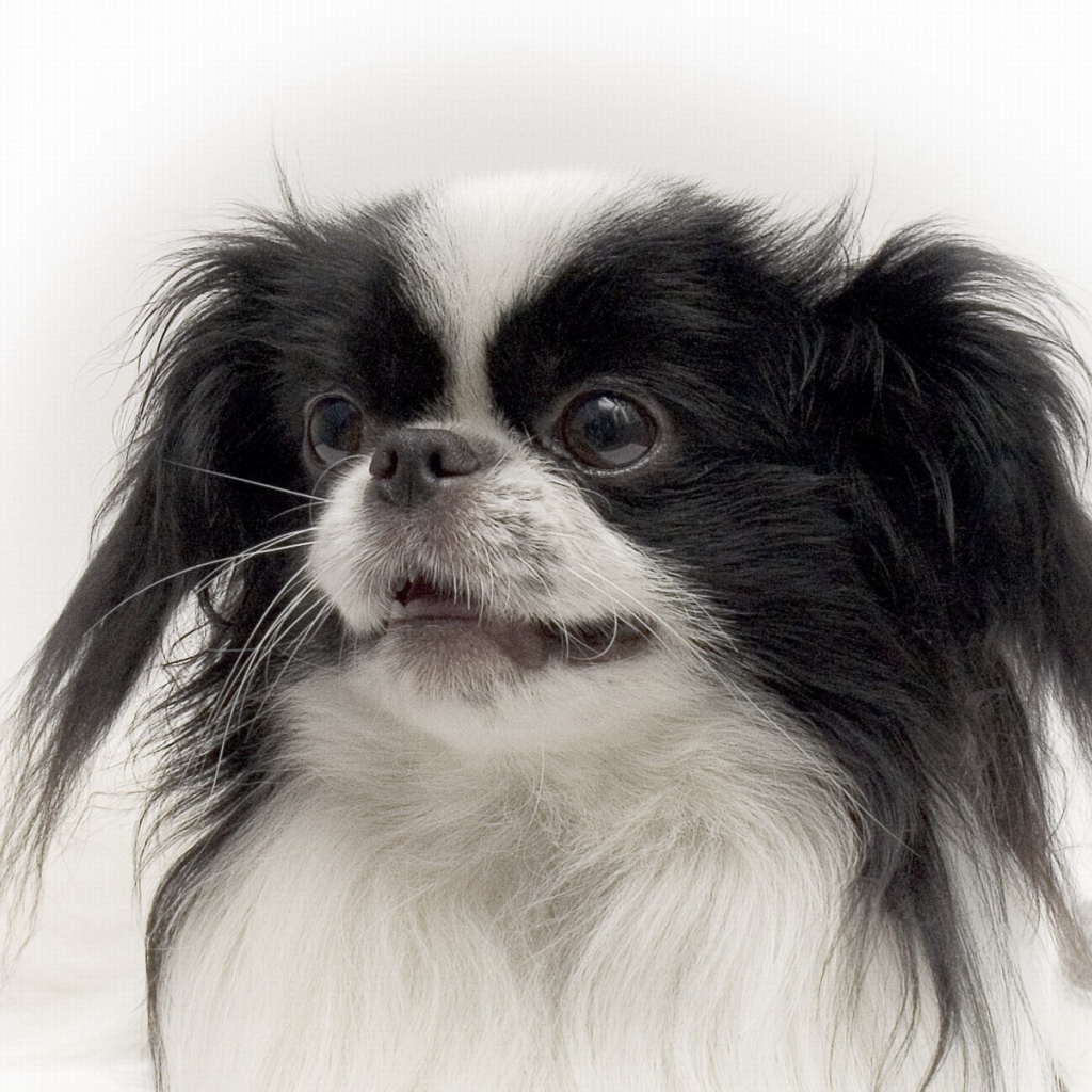 Портрет японского хина