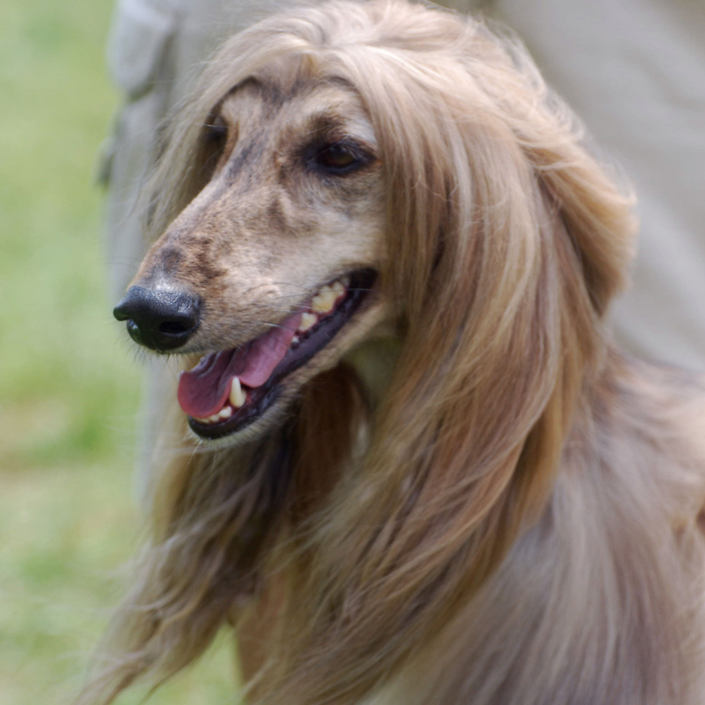 Портрет красивой афганской борзой