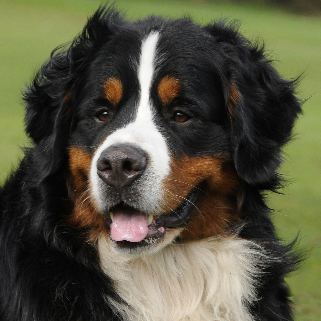Портрет красивой бернской пастушьей собаки на фоне травы
