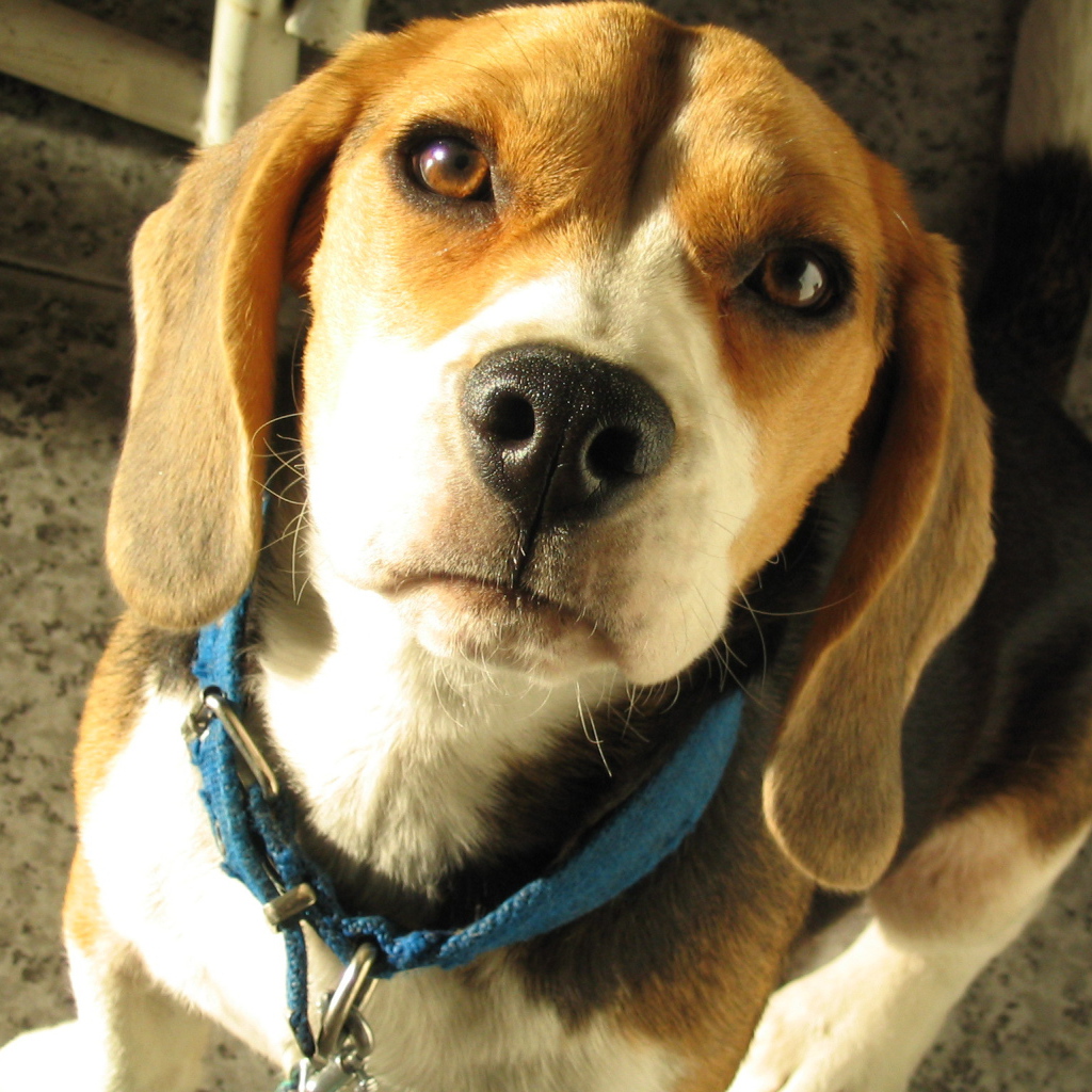 Portrait of a beautiful beagle dog