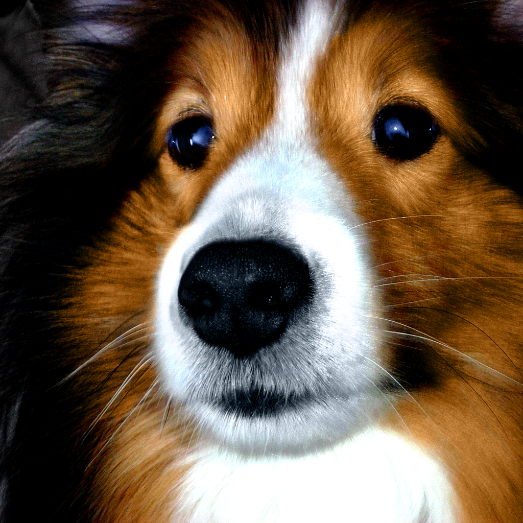 Портрет милой собаки породы шелти