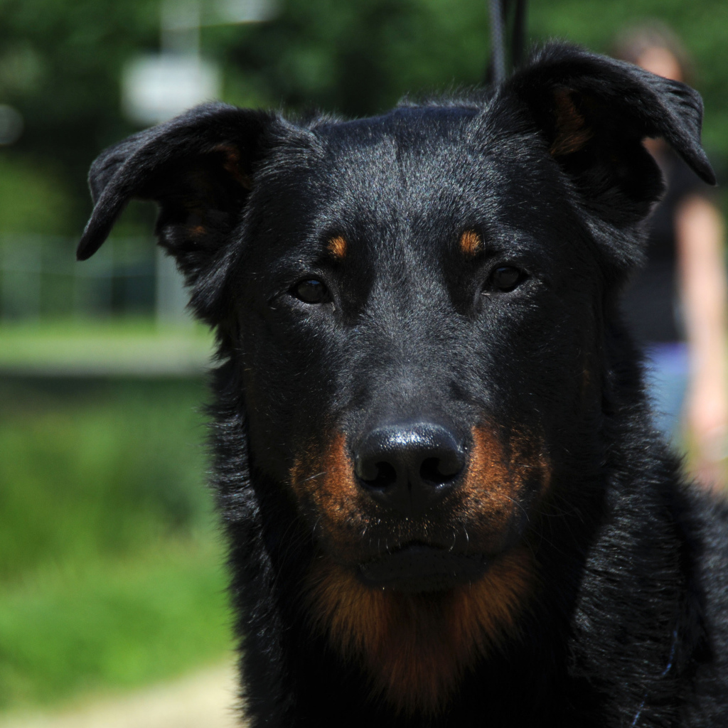 Портрет красивого босерона