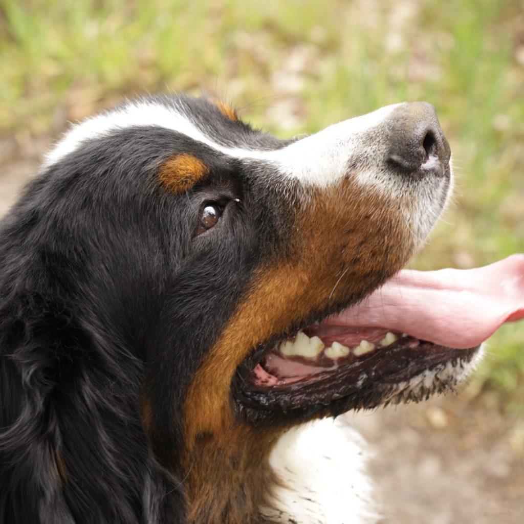 Портрет счастливой бернской пастушьей собаки