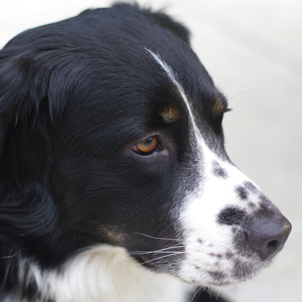 Портрет серьёзной бернской пастушьей собаки