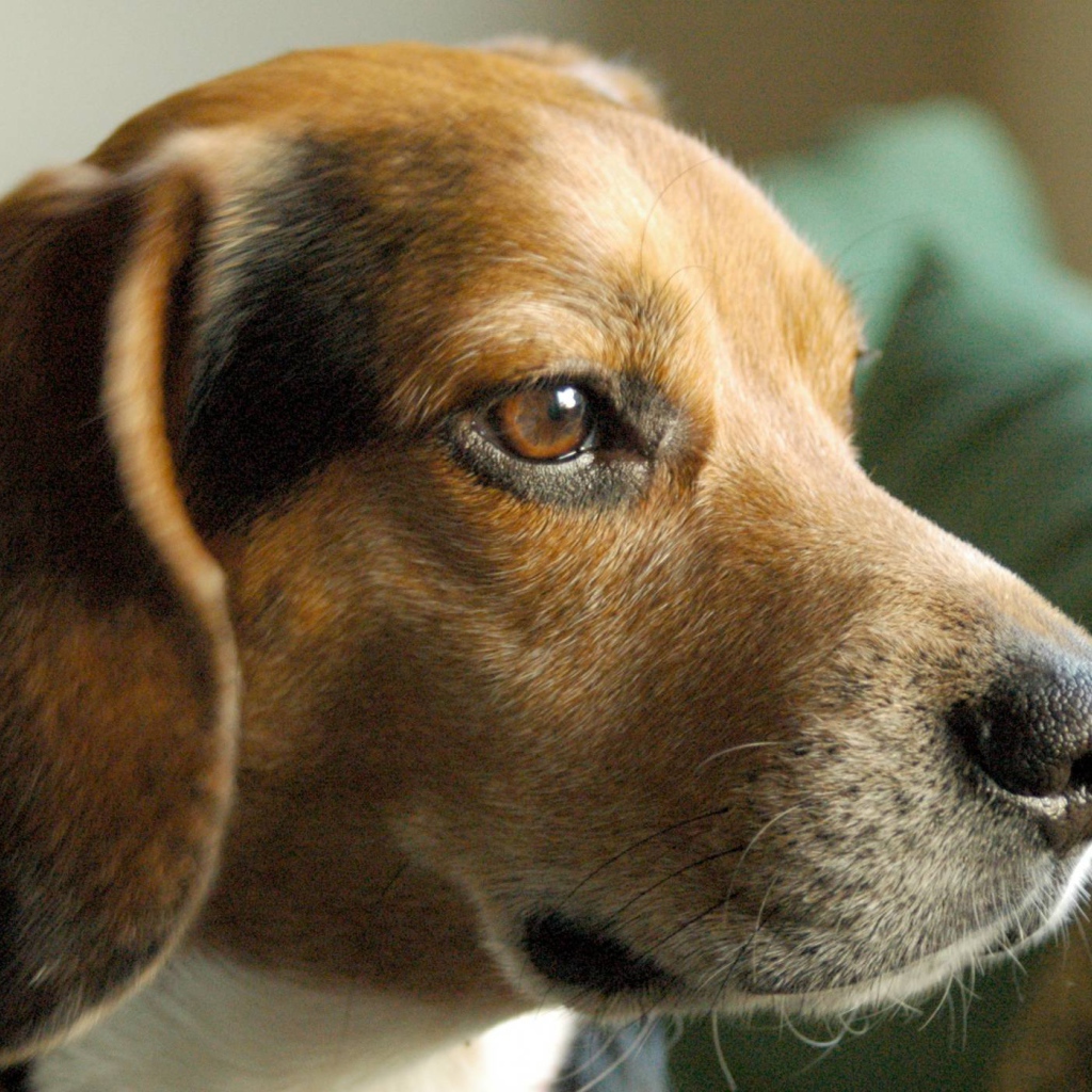 Портрет серьезной собаки породы бигль