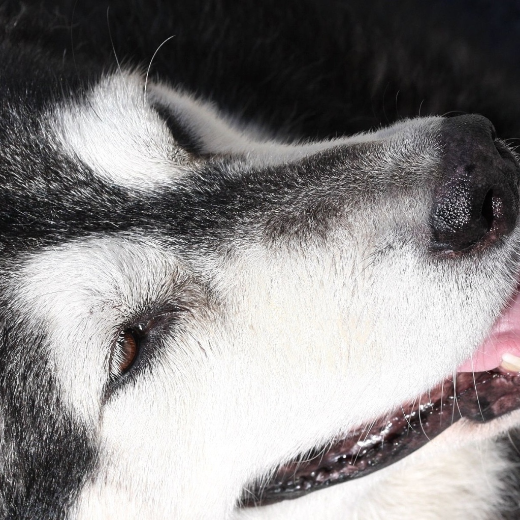 Портрет аляскинского маламута