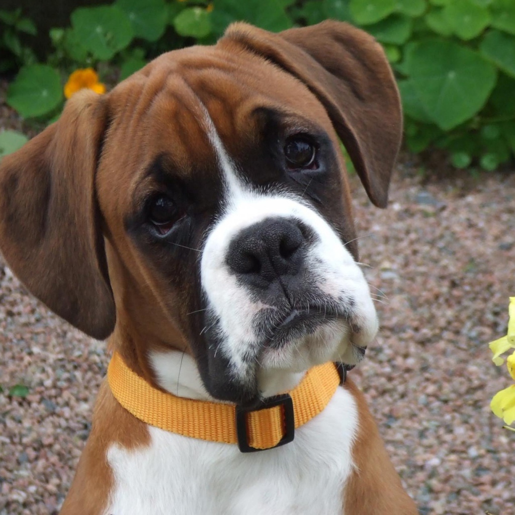 Портрет милого молодого боксёра