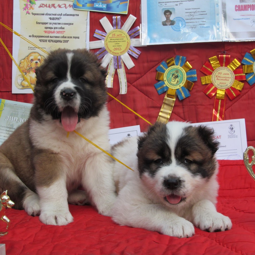 Щенки Кавказской овчарки Победители
