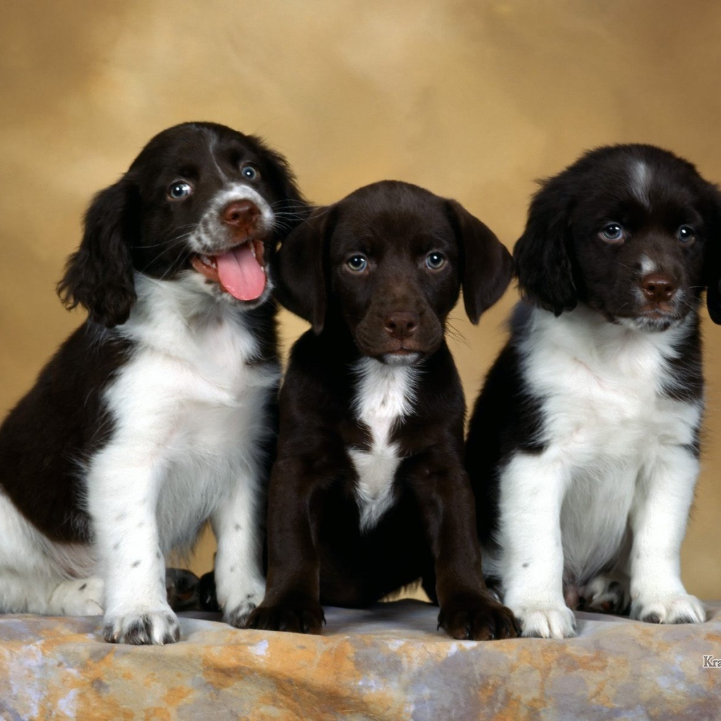 Щенки английского спрингер-спаниеля
