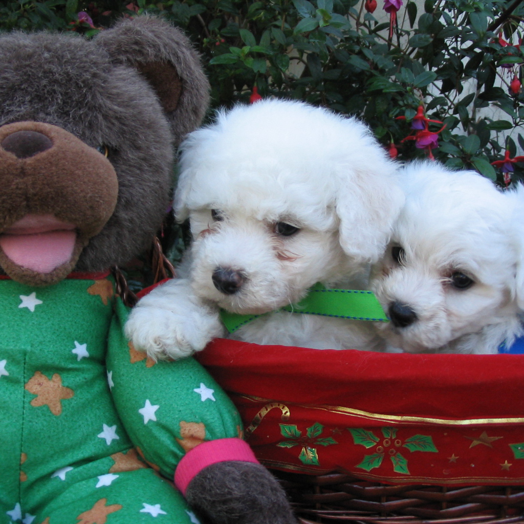 Щенки породы бишон-фриз и мягкая игрушка