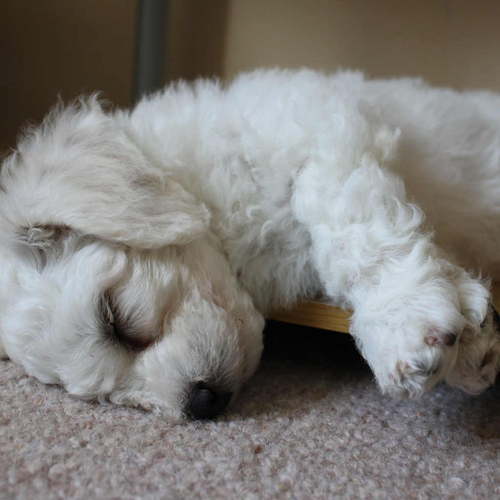 Щенок породы бишон-фриз заснул