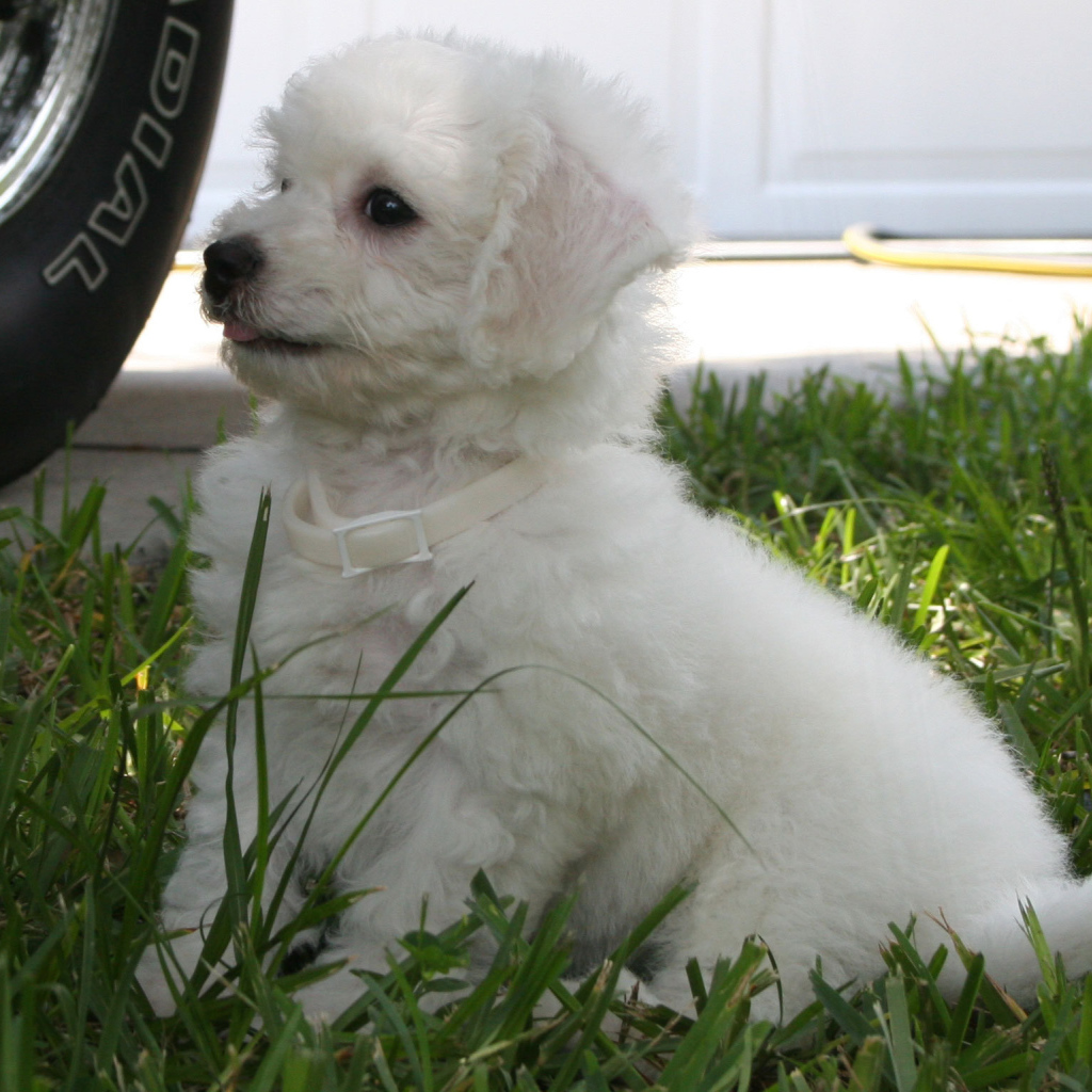 Щенок породы бишон-фриз возле машины
