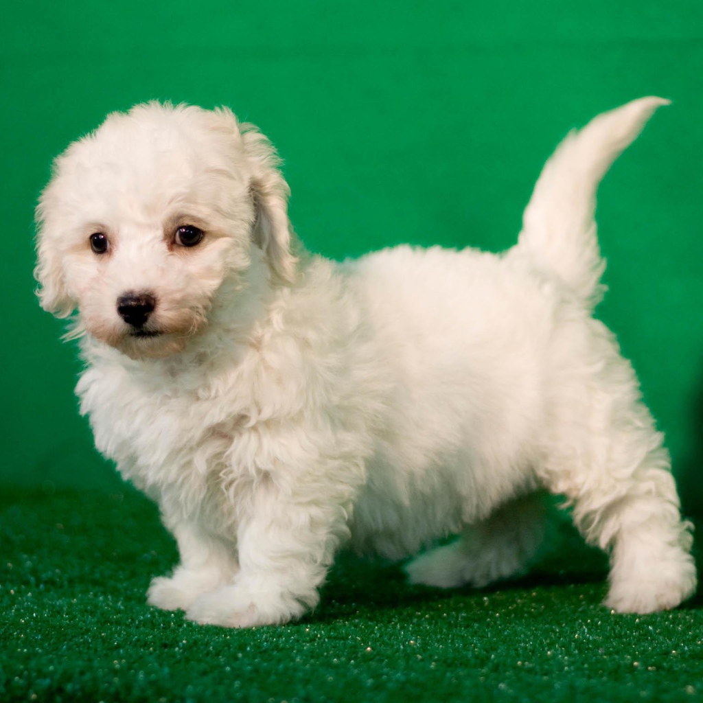 Щенок породы бишон-фриз на зелёном фоне