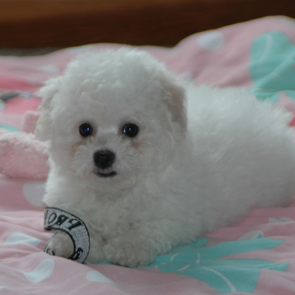 Щенок породы бишон-фриз на кровати