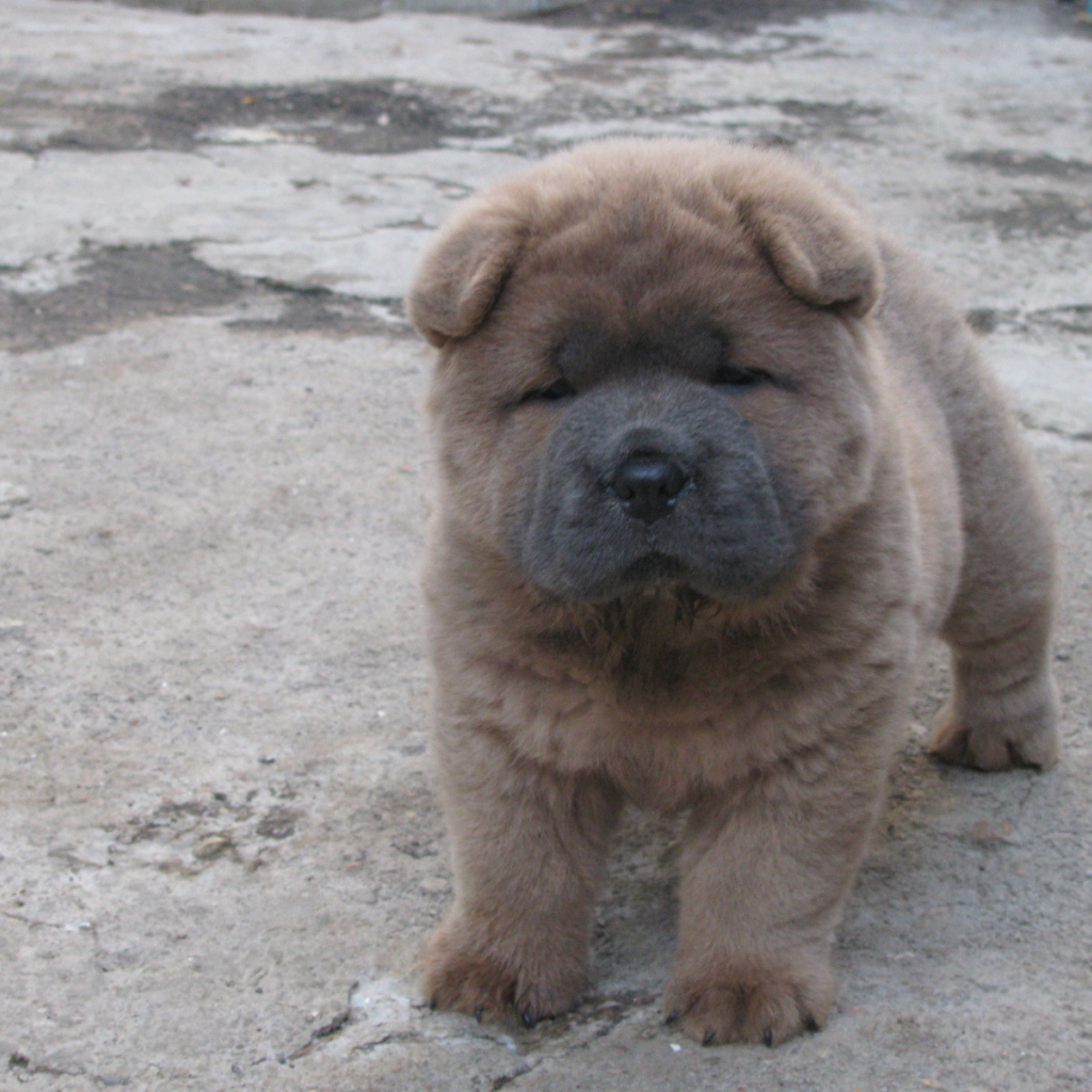 Щенок чау-чау на улице