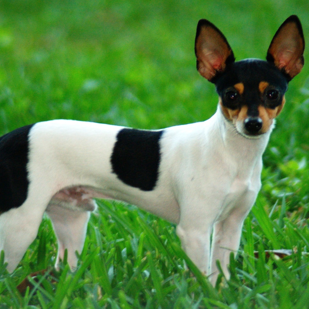 Щенок Фокстерьер на траве