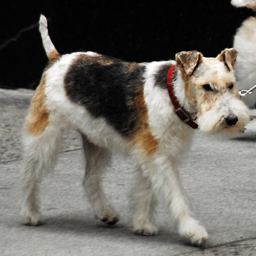 Puppy Fox terrier walking in the street