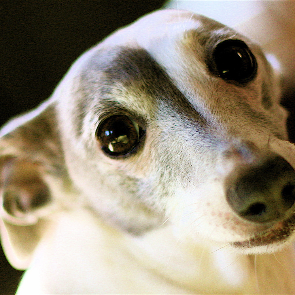 Грейхаунд щенок с большими черными глазами