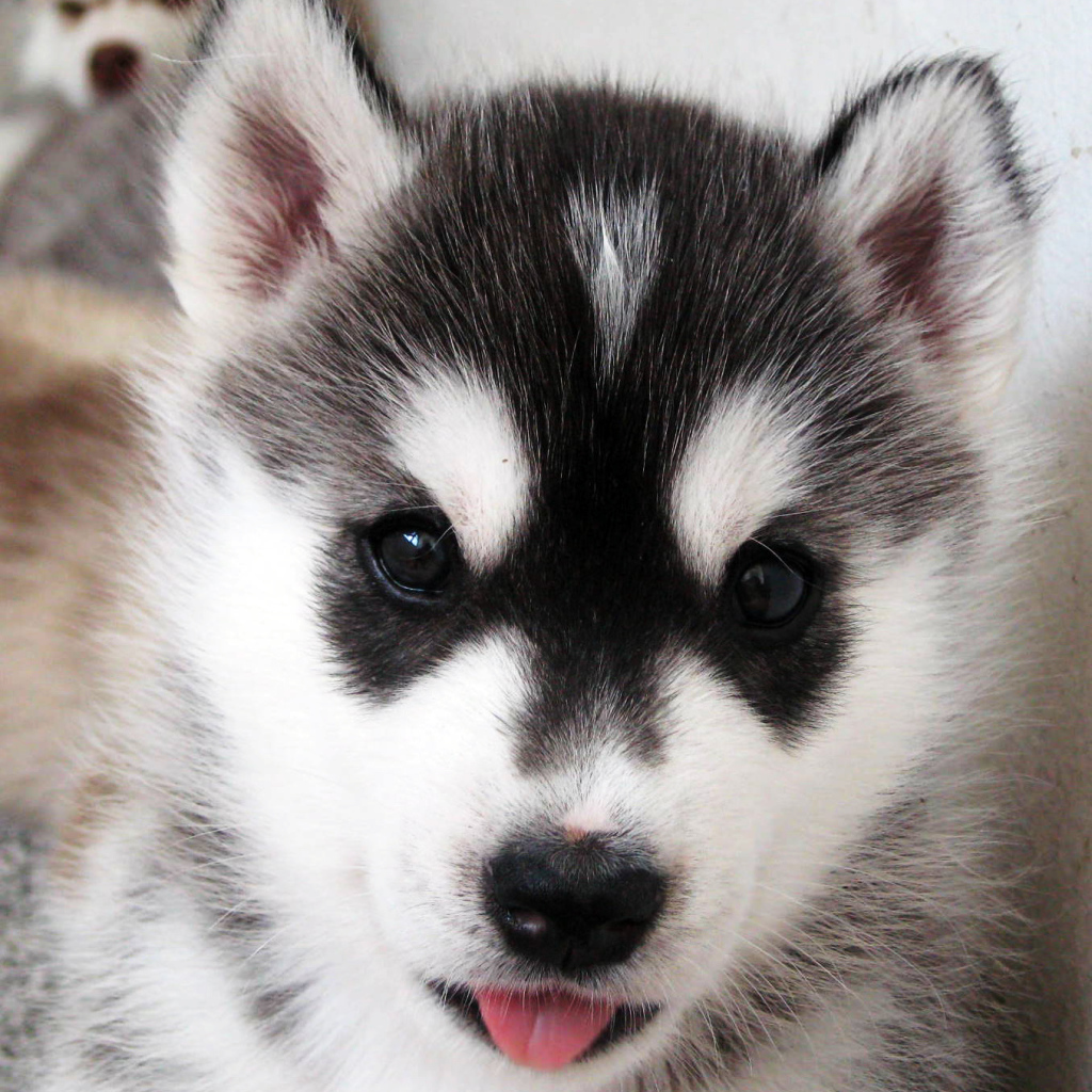 Щенок Сибирский хаски крупным планом
