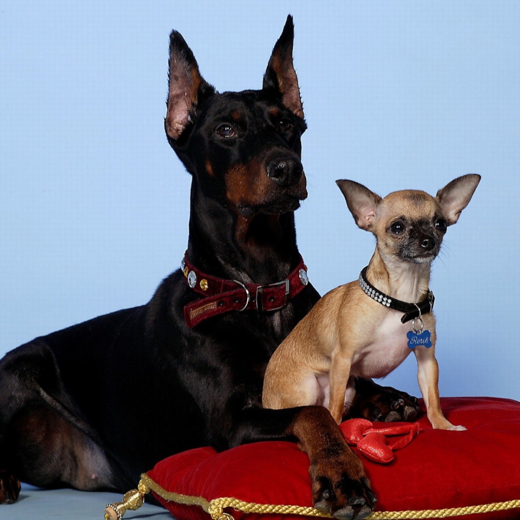 Щенок доберман и его мать