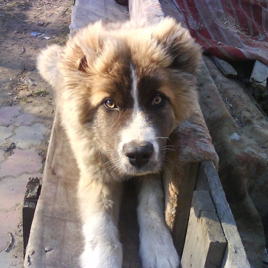 Щенок кавказской овчарки на скамейке