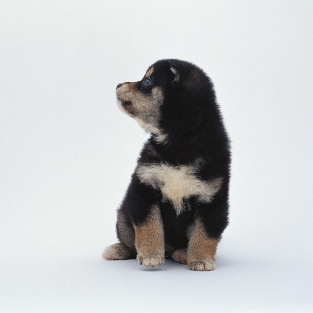 Щенок на белом фоне