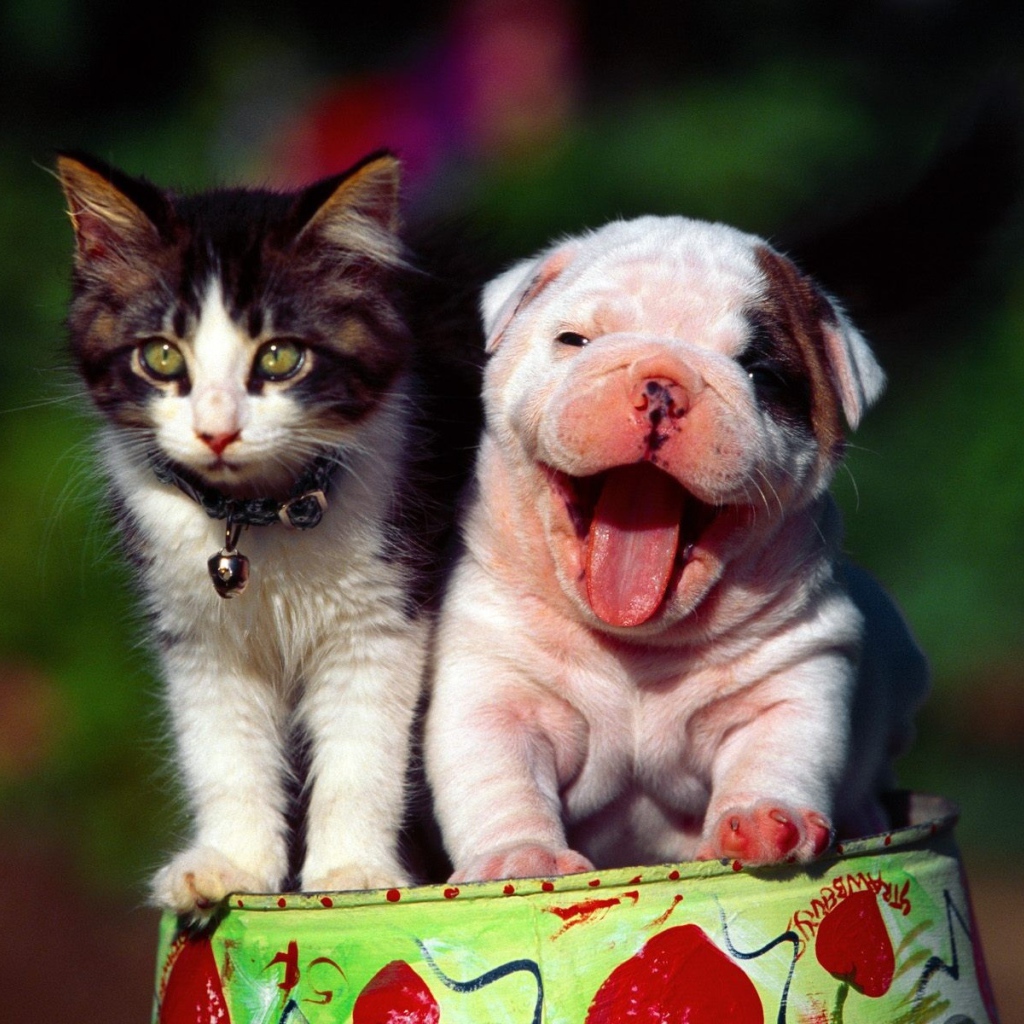 Щенок шарпей с котенком