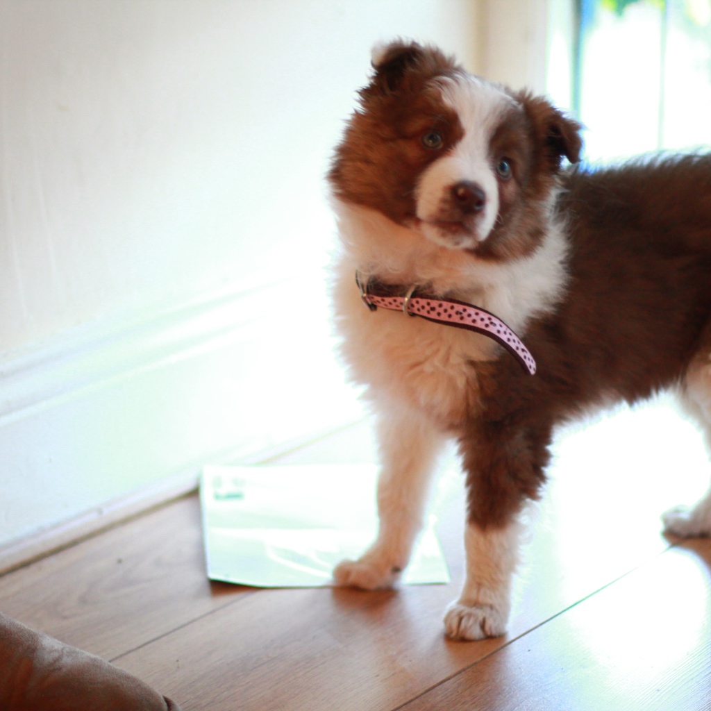 Рыжий щенок бордер-колли