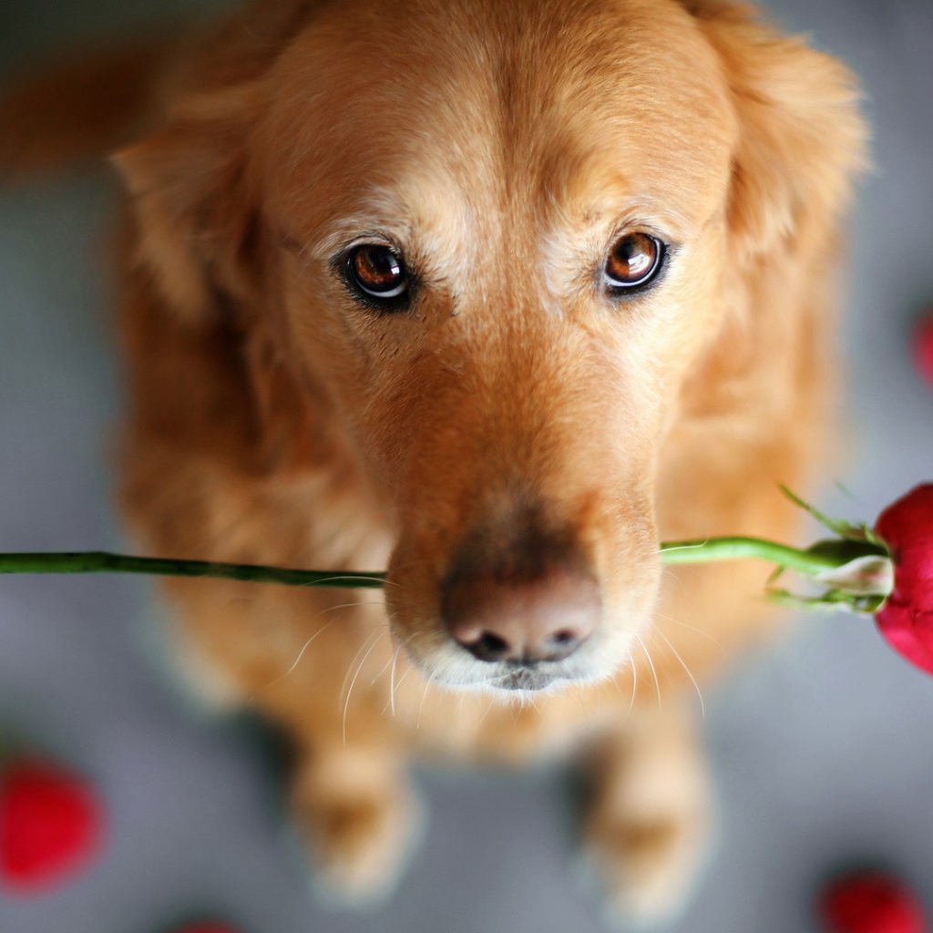 Роза своей хозяйке